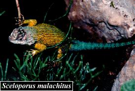 Emerald Swift - Sceloporus Malachitus