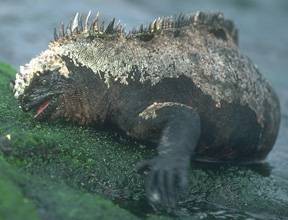 Marine Iguana - Amblyrhyncus cristatus
