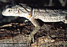 Oplurus cyclurus
